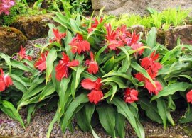 roscoea 2